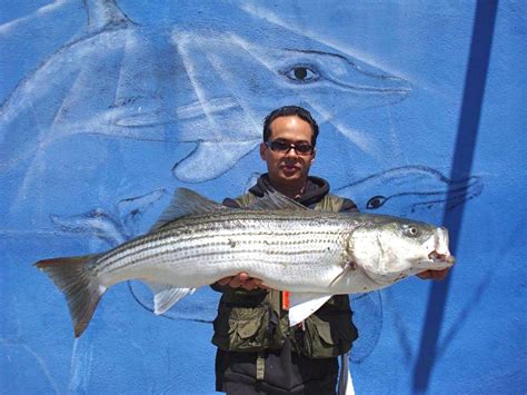 striper fish|Best Striped Bass Fishing in California (Complete Guide).